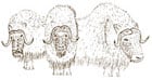 Qiviut Woolens